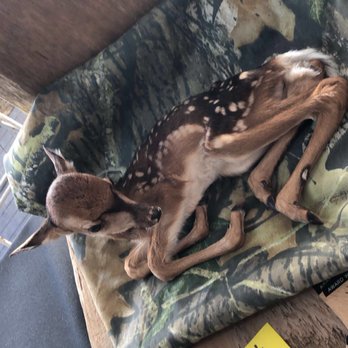 Southeastern Wildlife Exposition - Deer! - Festivals Near Me - Charleston, South Carolina Southeastern Wildlife Exposition - Deer! - Festivals Near Me - Charleston, South Carolina