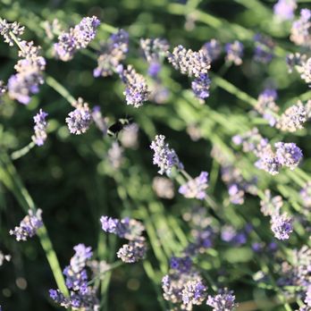 123 Farm - Lavender - Farmers Market Near Me - Cherry Valley, California