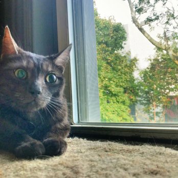 Cypress Feline Rescue - Community Service/Non-Profit Near Me Cypress Feline Rescue - Community Service/Non-Profit Near Me