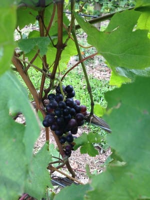 Red Tail Ridge Winery by null