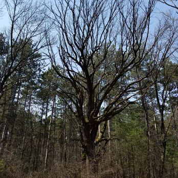 Scuppernong Trail Head - Strange tree - Hiking Near Me - Dousman, Wisconsin
