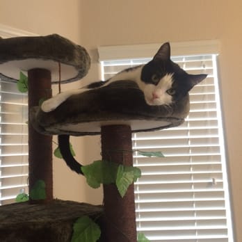 Kitty Mansions - Pet Stores Near Me - Ontario, California