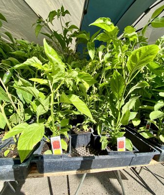 Sacramento’s Sunday Certified Farmers Market by null