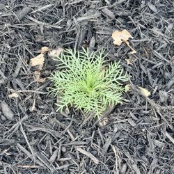 Green Sleeves Nursery