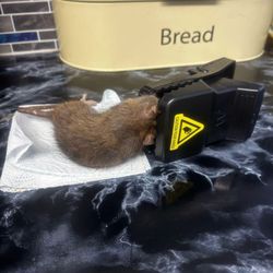Pest Killer's - Dead rat removal service London