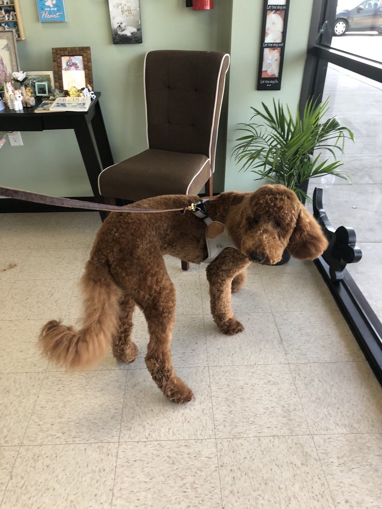 PET’S PAW’S & BEYOND GROOMING SALON Updated October 2024 26 Photos