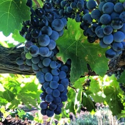 Bethany Wines - Cabernet Franc, Bethany.