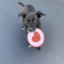 Atashi Rang Law Firm - Blake, our office helper