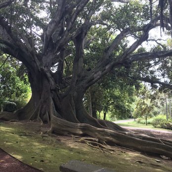 Jardim Antonio Borges - Biggest tree trunk ever? - Botanical Gardens Near Me - Ponta Delgada, 20 Jardim Antonio Borges - Biggest tree trunk ever? - Botanical Gardens Near Me - Ponta Delgada, 20