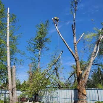 All About Trees - Taking down our "Mothertree" cottonwood(one of 6 in our backyard) - Tree Services Near Me All About Trees - Taking down our "Mothertree" cottonwood(one of 6 in our backyard) - Tree Services Near Me
