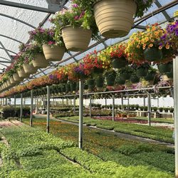 Bemis Upland Springs Floral - Greenhouse