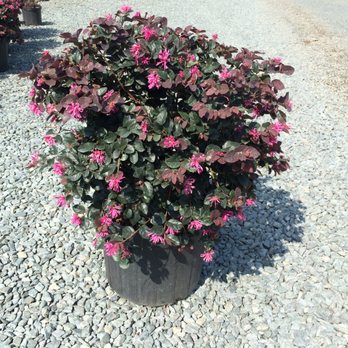 Cypress Nursery - Loropetalum 3 Gal - Nurseries & Gardening Near Me - Cypress, Texas