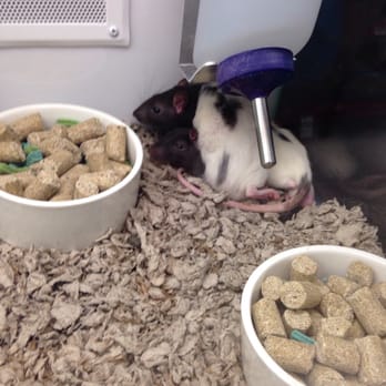 Petco - Rats cuddling - Pet Stores Near Me - Broomfield, Colorado