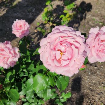 Merrick Rose Garden - Parks Near Me - Evanston, Illinois Merrick Rose Garden - Parks Near Me - Evanston, Illinois