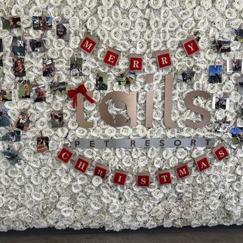 Tails Pet Resort - pet wall :) - Pet Boarding Near Me - Las Vegas, Nevada