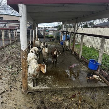 Resendiz Family Fruit Barn - Goats, it's muddy cuz it's been raining like crazy! - Bakeries Near Me - Hughson, California Resendiz Family Fruit Barn - Goats, it's muddy cuz it's been raining like crazy! - Bakeries Near Me - Hughson, California
