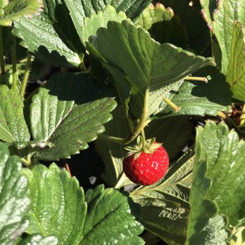 Sun Strawberry - Fruits & Veggies Near Me - Elk Grove, California Sun Strawberry - Fruits & Veggies Near Me - Elk Grove, California