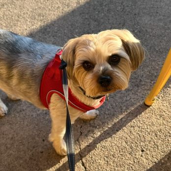 Pawfect Clippings - Our boy Always groomed so nicely - Pet Groomers Near Me Pawfect Clippings - Our boy Always groomed so nicely - Pet Groomers Near Me