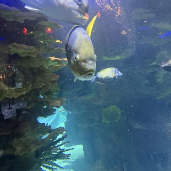Aquarium Restaurant - Mad fish - Seafood Near Me - Nashville, Tennessee Aquarium Restaurant - Mad fish - Seafood Near Me - Nashville, Tennessee