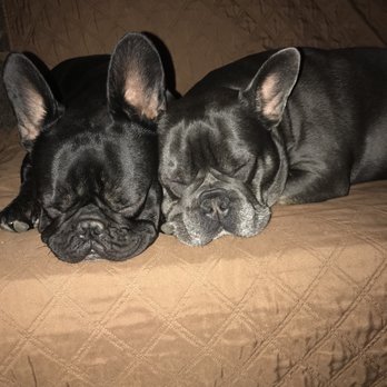 My Dream French Bulldog Pet Breeders Citrus Heights Ca Phone Number