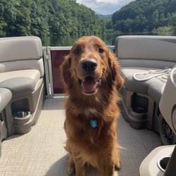 Almond Boat & Rv Park - Pontoon boat on Lake Fontana with @redfurd_thegoldenretriever