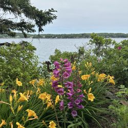 Cabbage Island Clambakes
