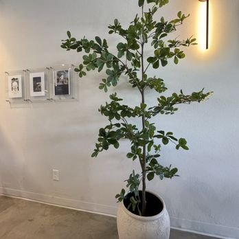 BoBaPoP Tea Bar - Tree - Bubble Tea Near Me - San Marcos, California