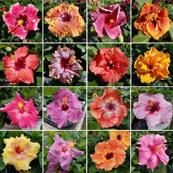 Prien Pines Nursery - Cajun Hibiscus - Nurseries & Gardening Near Me - Lake Charles, Louisiana Prien Pines Nursery - Cajun Hibiscus - Nurseries & Gardening Near Me - Lake Charles, Louisiana
