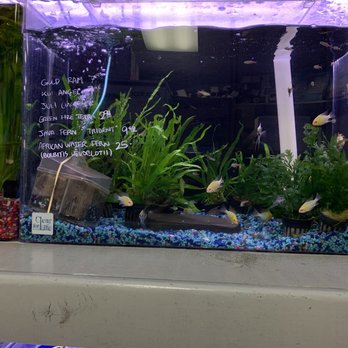 Reef Tropical Fish - Local Fish Stores Near Me - Anaheim, California Reef Tropical Fish - Local Fish Stores Near Me - Anaheim, California