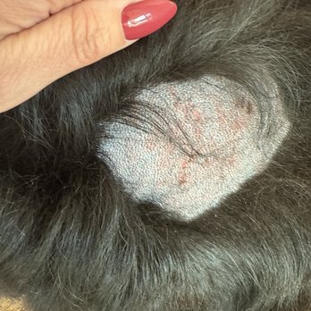 Bow Tie Mobile Pet Grooming - Burns and scratches on his skin - Pet Groomers Near Me Bow Tie Mobile Pet Grooming - Burns and scratches on his skin - Pet Groomers Near Me
