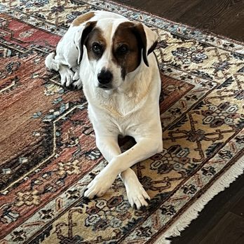A Beloved Farewell - Veterinarians Near Me - Guerneville, California