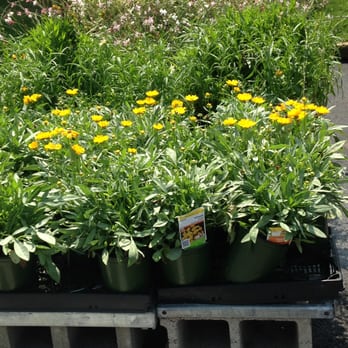 The Home Depot - perennials - Nurseries & Gardening Near Me - Natick, Massachusetts The Home Depot - perennials - Nurseries & Gardening Near Me - Natick, Massachusetts