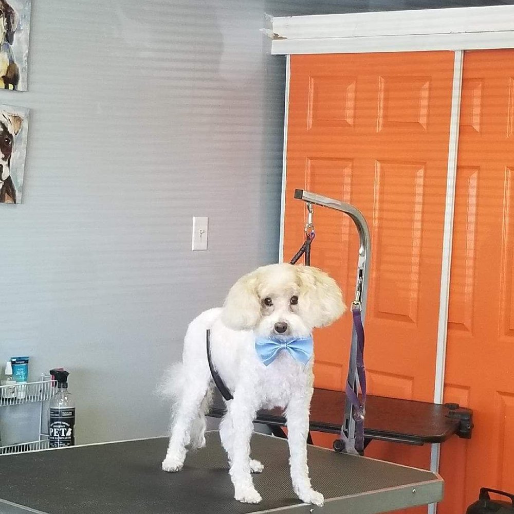 We Groom Pets - Miloh is so fresh and clean! We love coming to "We Groom Pets". Friendly and professional staff. - Pet Groomers Near Me - Downey, California We Groom Pets - Miloh is so fresh and clean! We love coming to "We Groom Pets". Friendly and professional staff. - Pet Groomers Near Me - Downey, California