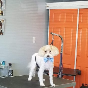 We Groom Pets - Miloh is so fresh and clean! We love coming to "We Groom Pets". Friendly and professional staff. - Pet Groomers Near Me - Downey, California