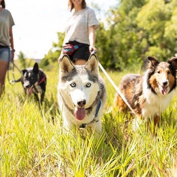 Sensible Canine - Pet Training Near Me - Golden , Colorado Sensible Canine - Pet Training Near Me - Golden , Colorado