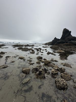 Shi Shi Beach by null
