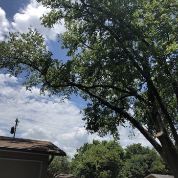 Austin Tree Patrol Services - Tree Services Near Me - Austin, Texas