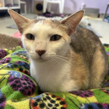 Angels With Paws - Lola - Animal Shelters Near Me - Lakewood, Colorado Angels With Paws - Lola - Animal Shelters Near Me - Lakewood, Colorado