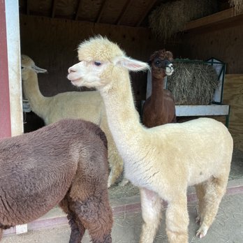 Bluebird Farm Alpacas - Attraction Farms Near Me - Peapack, New Jersey Bluebird Farm Alpacas - Attraction Farms Near Me - Peapack, New Jersey
