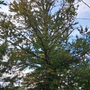 Triple A Tree Service - The oak tree before - Tree Services Near Me - Langhorne, Pennsylvania