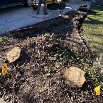 C&W Tree And Landscape - After - stumps need to be ground down next - Landscaping Near Me - Martinez, California
