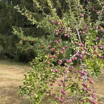 Dragon's Head Cider - Cideries Near Me - Vashon, Washington Dragon's Head Cider - Cideries Near Me - Vashon, Washington