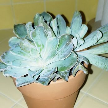 Mulberry Row - The replanted succulents from my bouquet. - Florists Near Me - Sherman Oaks, California Mulberry Row - The replanted succulents from my bouquet. - Florists Near Me - Sherman Oaks, California