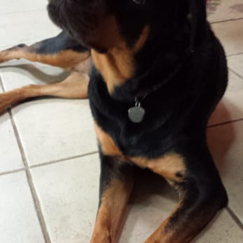 Tender Loving Pet Care - Dog Walkers Near Me - Bend, Oregon Tender Loving Pet Care - Dog Walkers Near Me - Bend, Oregon