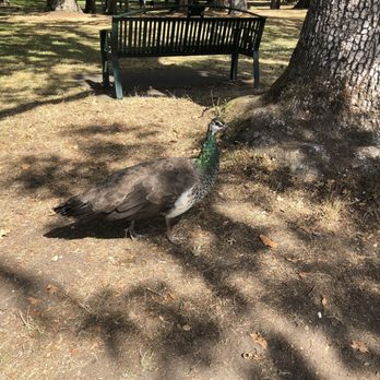 Beacon Hill Park - Free roaming peacock - Parks Near Me - Victoria, British Columbia
