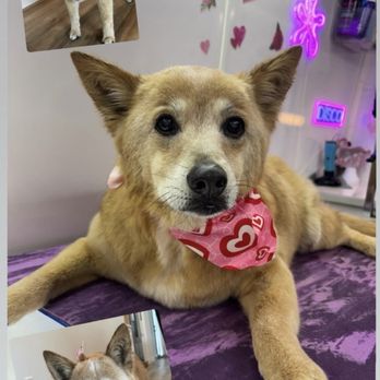 Disco Dogs Mobile Spa - Pet Groomers Near Me - San Diego, California