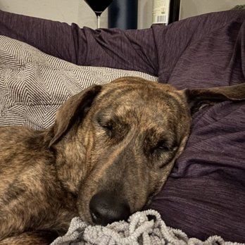 Adopt A Doggie - Nutmeg enjoying a siesta - Pet Adoption Near Me Adopt A Doggie - Nutmeg enjoying a siesta - Pet Adoption Near Me