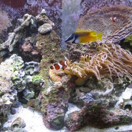 Nice aquarium