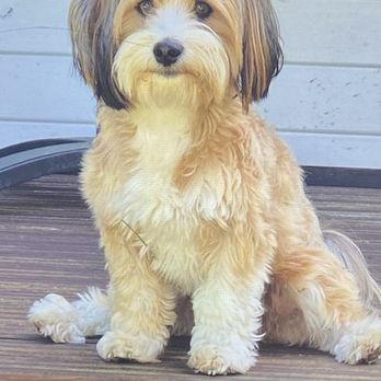 Pet Supplies Plus Pahrump - Picture of haircut we provided that we wanted - Pet Stores Near Me - Pahrump, Nevada