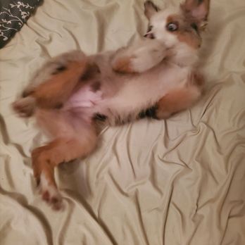 Blue Sky Puppies - Clearwater - Pet Adoption Near Me - Clearwater, Florida
